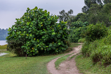 A bush with large leaves at a trail in the park. 