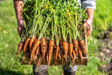 Local farmer holding a box of freshly harvested carrots from the organic vegetable garden, bio...
