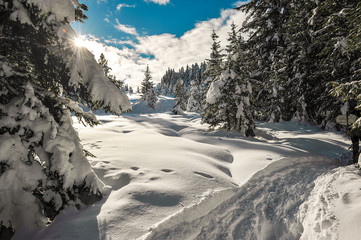 Sole al mattino nel bosco con la neve