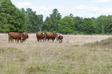 Fototapeta na wymiar Meadow pasturing cows in summer