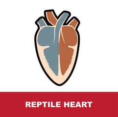 reptile schematic heart anatomy vector illustration 