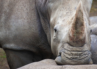 Fototapeta premium Rhino