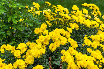 Fototapeta premium Background with autumn flowers, bouquet of yellow chrysanthemum