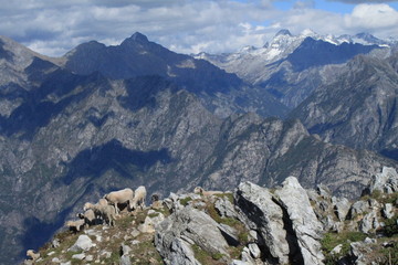 Traumhaft schöne Alpenlandschaft / Blick vom Monte Berlinghera zu den Gipfeln der Bernina-Alpen