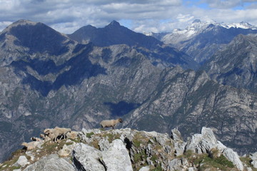 Alpenzauber / Blick vom Monte Berlinghera zu den Gipfeln der Bernina-Alpen