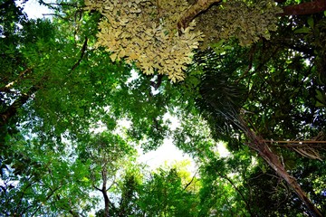 Guyane Kourou Montagne des Singes