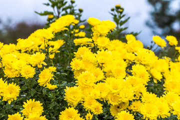 Yellow chrysanthemum background, autumn flowers bouquet