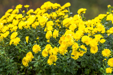 Obraz premium Background with autumn flowers, bouquet of yellow chrysanthemum