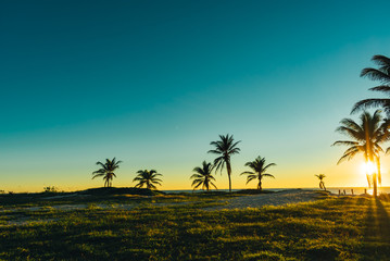 palm trees in a grassy field by the beach on an early morning