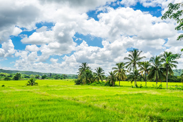 Fototapeta na wymiar Paddy fields in Thailand