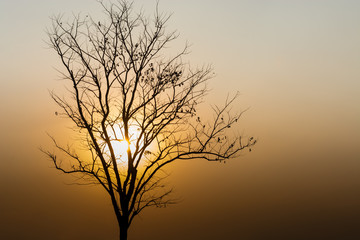 tree silhouette on yellow sunset.