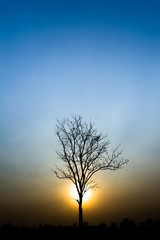 Obraz na płótnie Canvas tree silhouette on sunset.