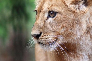 Fototapeta premium Lion cub