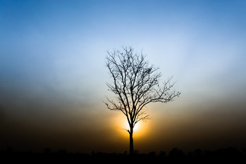 Fototapeta na wymiar tree silhouette on sunset.