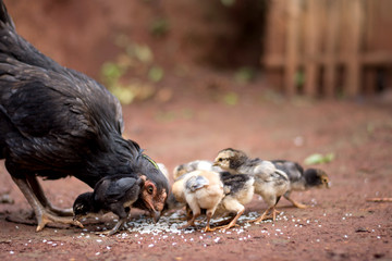 Closeup of brown Hen With Chicks Looking for food in coop
