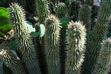 hoodia gordonii cactus plant succulent