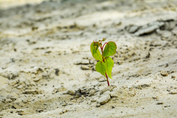 Young tree growing on sand.