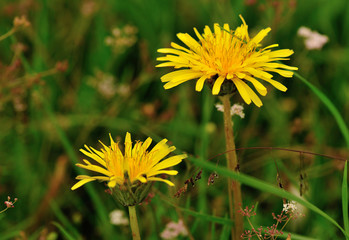 yellow dandelion flower on a green garden