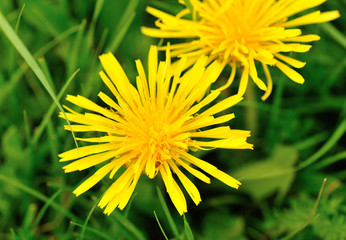 yellow dandelion flower on a green garden