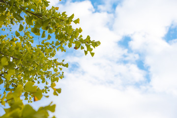 青空とイチョウ