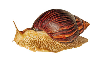 Achatina snail.Giant african snail isolated on white.