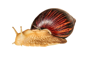 Achatina snail.Giant african snail isolated on white background.