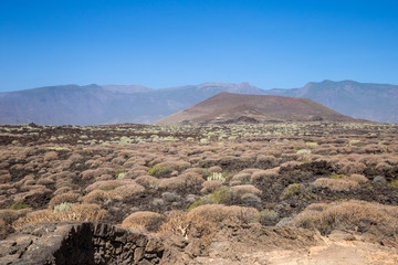 Volcanic Area with Succulent Plants of Tenerife Island, Canary, Spain, Europe