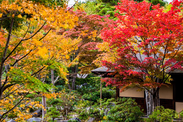 庭園の紅葉