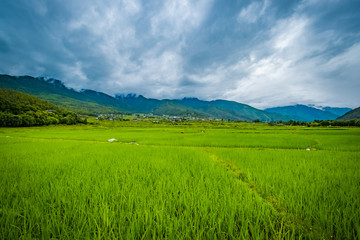 Rice fields around Paro, Bhutan