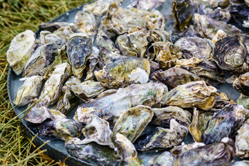 Fototapeta na wymiar A pile of unopened Oysters on plate