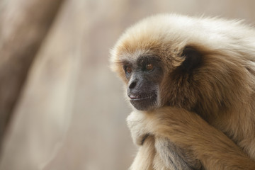 photo of monkey