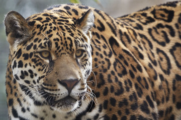 photo of a leopard