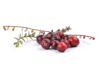 Cranberries mit Zweig auf weiss