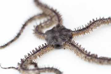 Brittle stars or ophiuroids are echinoderms in the class Ophiuroidea closely related to starfish.