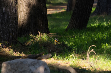 木漏れ日の中のジョウビタキ