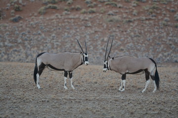Antelope in Namibia