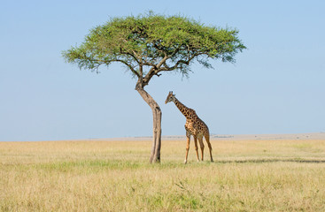 Fototapeta na wymiar Serengeti Giraffen