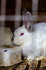 Obraz premium Rabbit in the cage. Breeding of domestic animals.