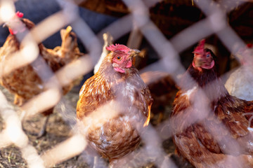 Portrait of a chicken behind a metal mesh on a farm.
