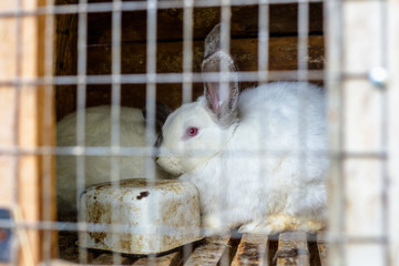 Rabbit in the cage. Breeding of domestic animals.
