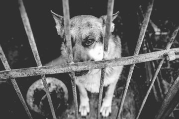 A big sad shepherd in an old aviary. Monochrome photo.