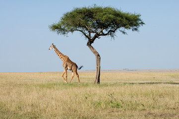 Serengeti Giraffen