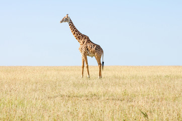 Serengeti Giraffen