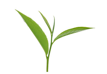 green tea leaf isolated on white
