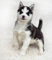Husky puppy looks at a fluffy carpet