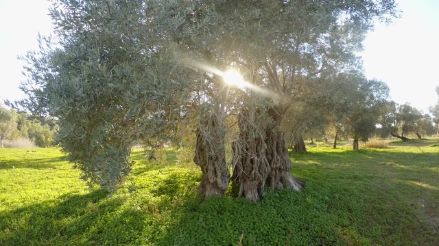 the sun shines through the branches of an old olive tree on a warm island under the new year