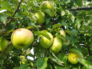 Eylmann Apfel, Alte Apfelsorten, Apfel, Malus, domestica