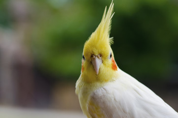 Close-up.Cockatoo has yellow crest and white feathers mixed with yellow and orange spots on the cheeks.