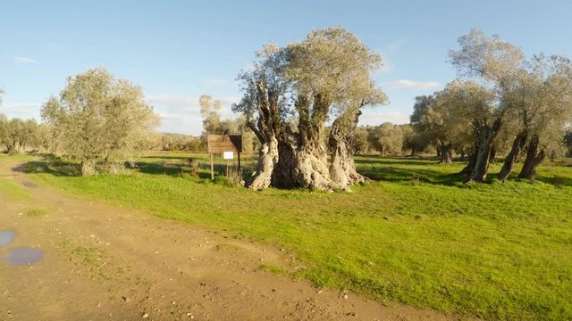 queen of olive trees, centuries-old tree, planted by King Richard Lionheart, winter landscape in the old garden, under the protection of UNESCO