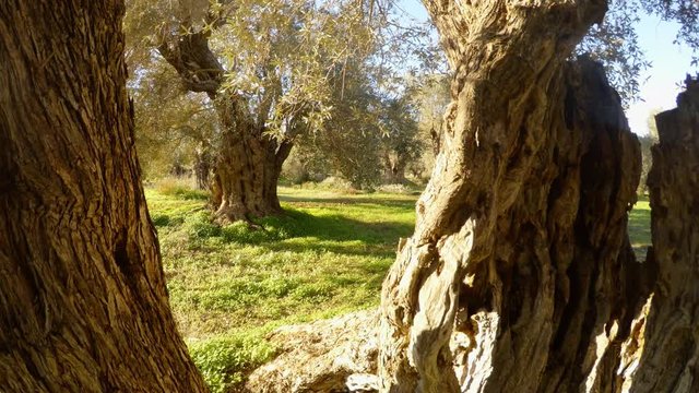 because of the trunk of an ancient olive tree, a winter garden is visible, in warm regions, a panorama, rays of the sun in a frame